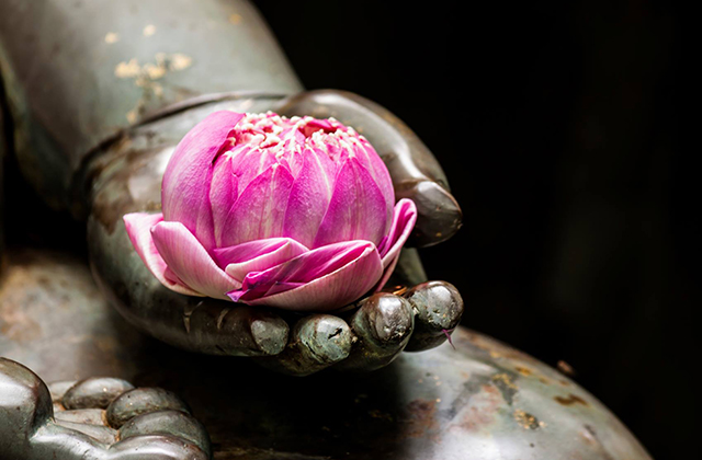 photo lotus roseEDIT